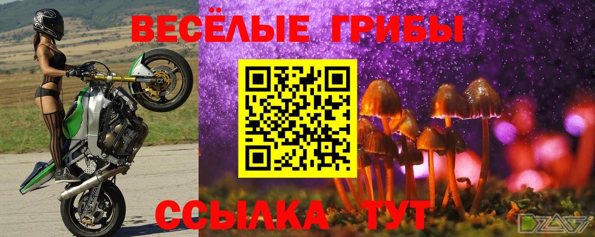 Галлюциногенные грибы Psilocybe Серпухов